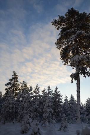 Vackert Snölandskap