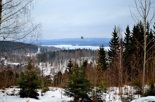 En fågel vid "Fågelsången"