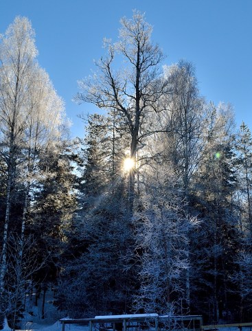 Rimfrost på träden