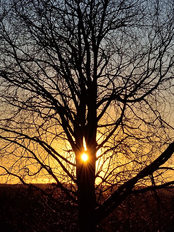 Kvällssolen i trädet