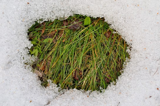 Det som göms i snö