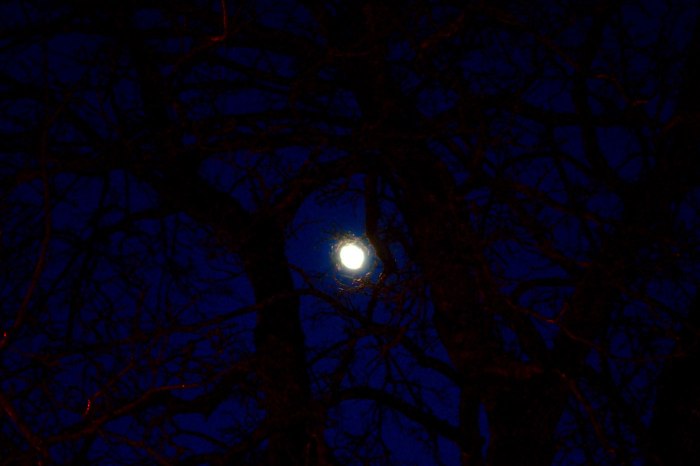 Måne mellan grenarna