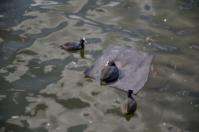 Lat eller smart sothöna