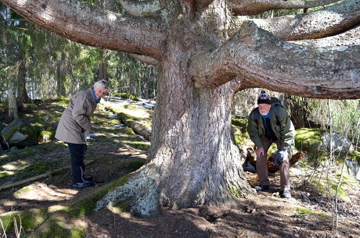 Brulfe hukar under granen