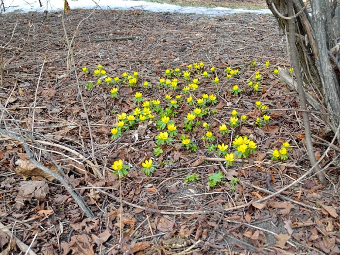 Vintergäck vid Vasa