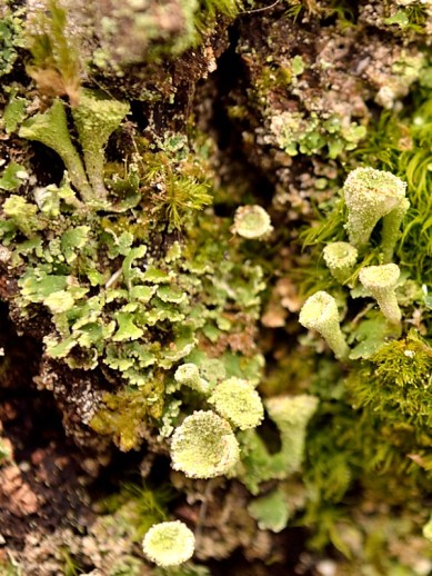 Trumpet- eller trattlav