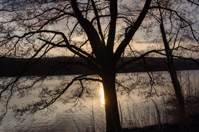Träd i solnedgången