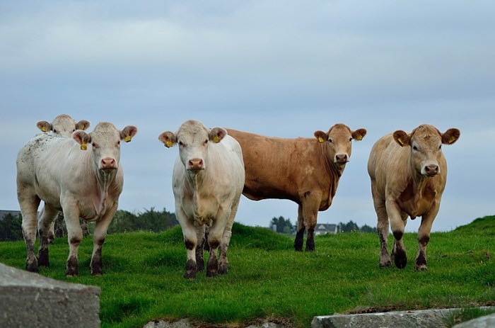 Tjurarna bevakar oss