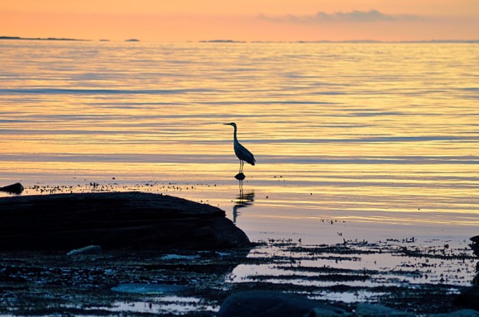 En häger i strandkanten