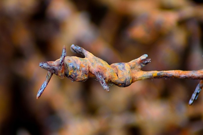 Sönderrostad taggtråd