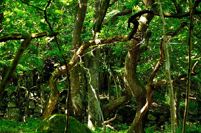 Invånare i Trollskogen