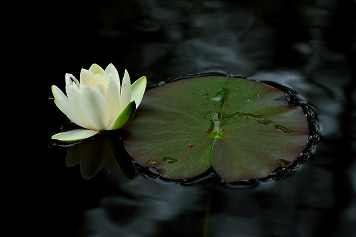 Lyser upp det svarta vattnet