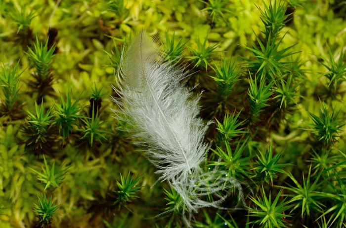 Fjäderdun i mossan
