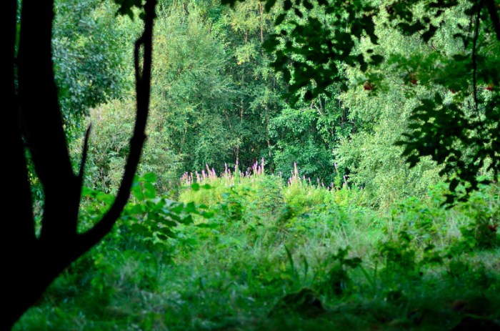 Äng med rallarrosor