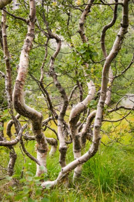 Krogig björk på fjället