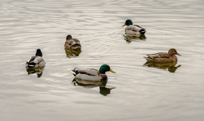 Roliga (=lugna) änder
