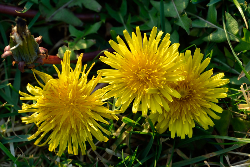 Maskrosor i november