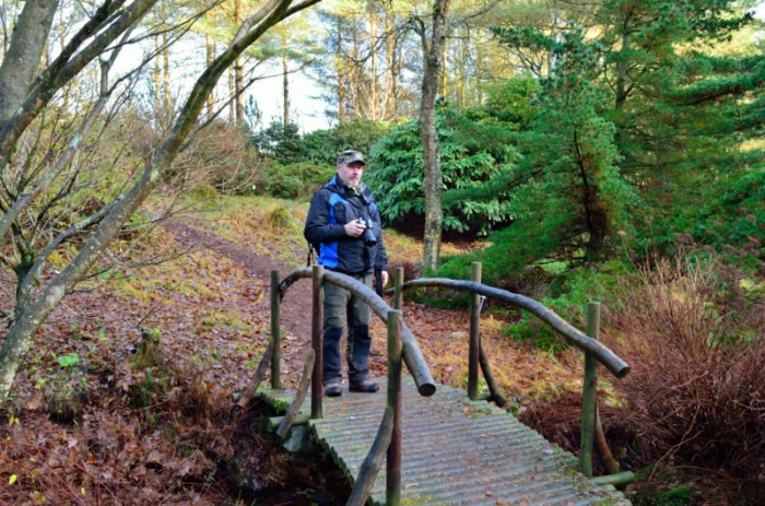 Hasse vid Rhododendron-bron
