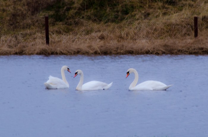Svanar på åkern