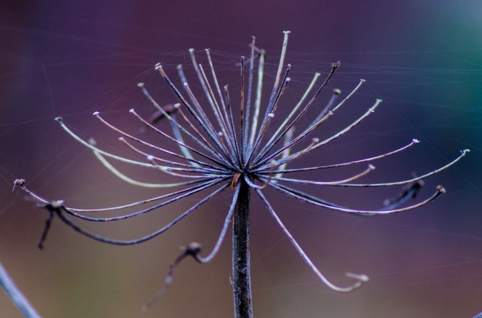 Fina trådar på Lokan