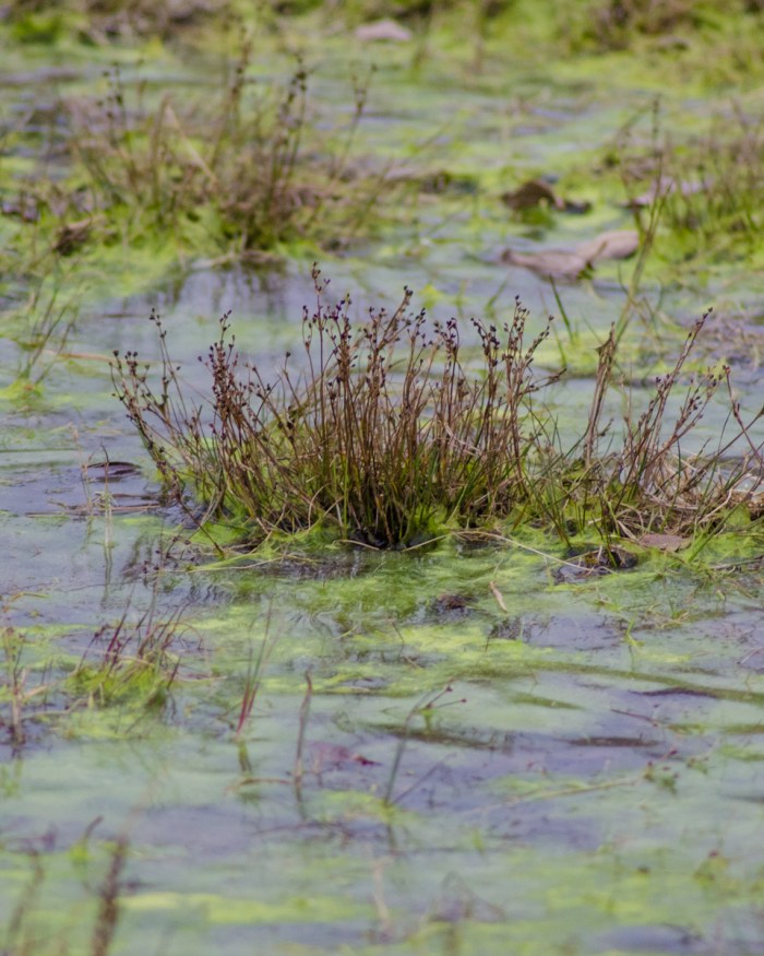 Infrusna alger och växter