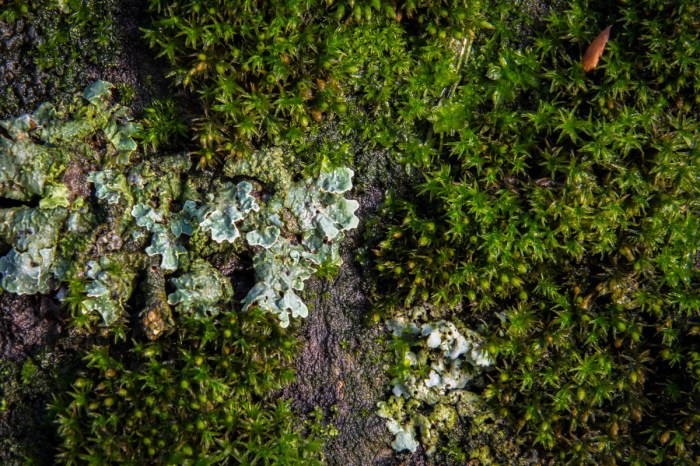 Landskap på ett träd