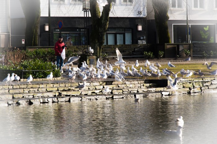 Fågelmatning på gång