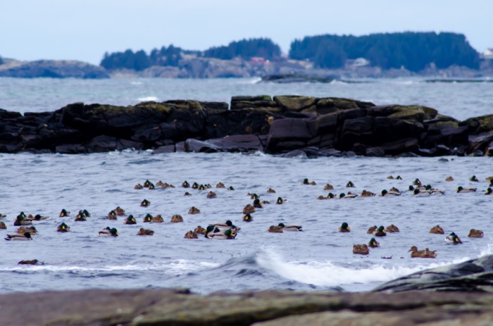 Änderna söker skydd