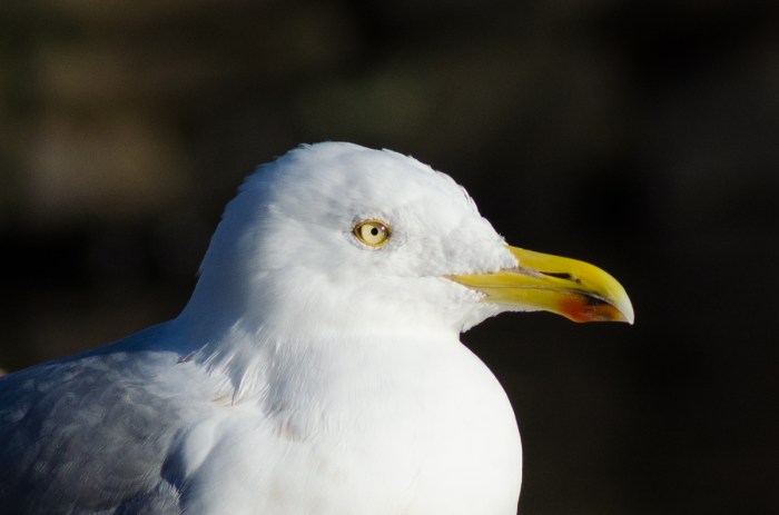 Porträtt av en gråtrut