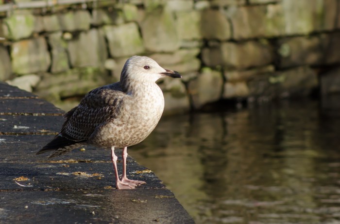 Tar det roligt i kanten
