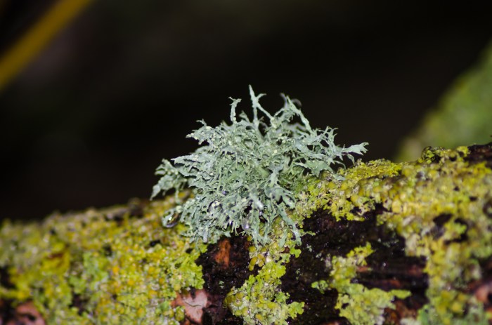 Islandslav och vägglav