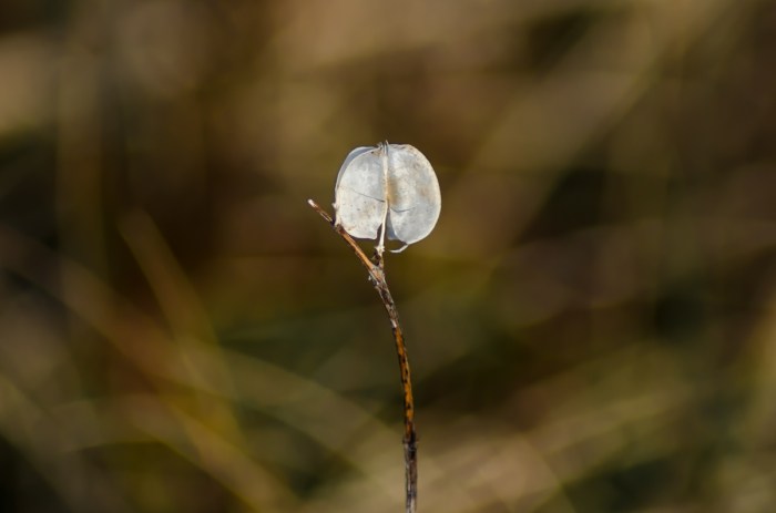 Ett frö till det nya