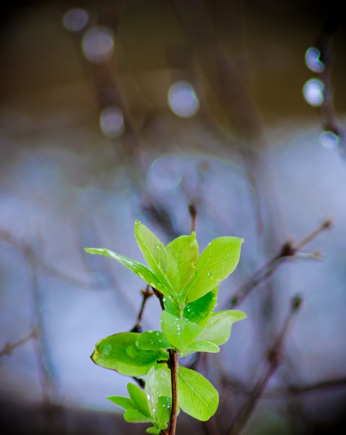 Gröna blad med regndroppar