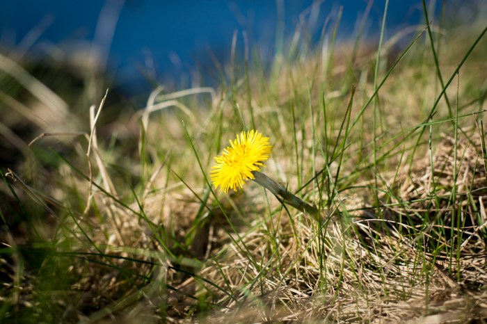 Tussilago