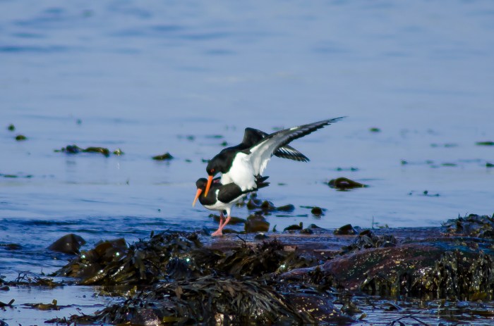Kärlek på stranden