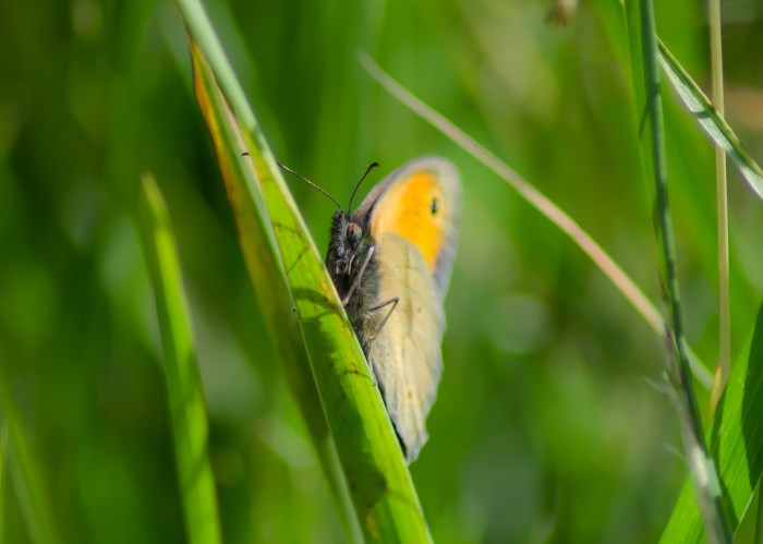 Gömmer sig i gräset