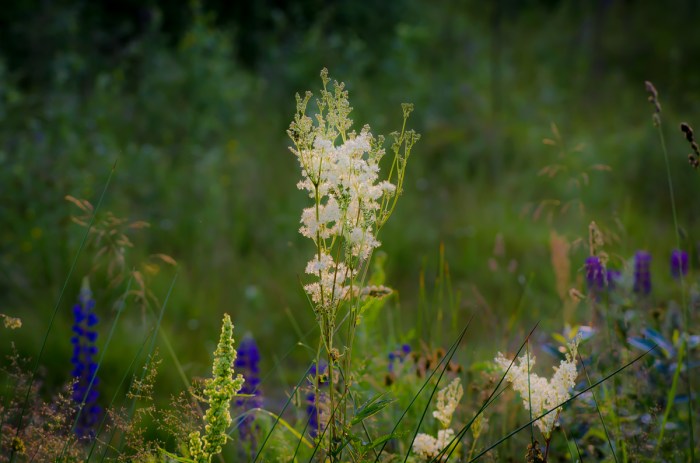 Älgört i kvällssol