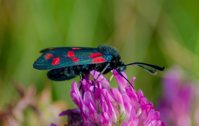 Sexfläckig Bastardsvärmare