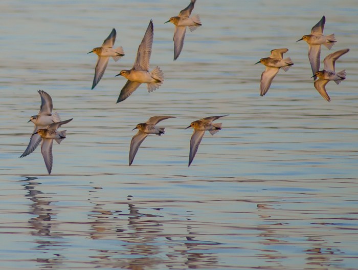 Kärrsnäppor i flock