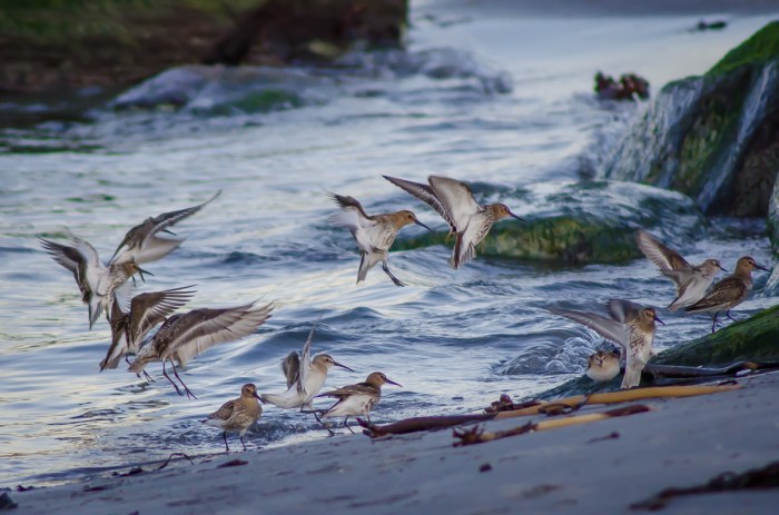 Går in för landning