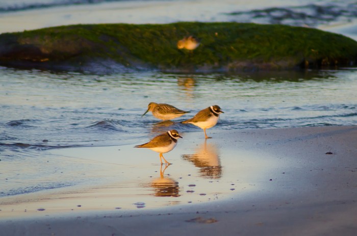 Strandpipare i kvällssolen