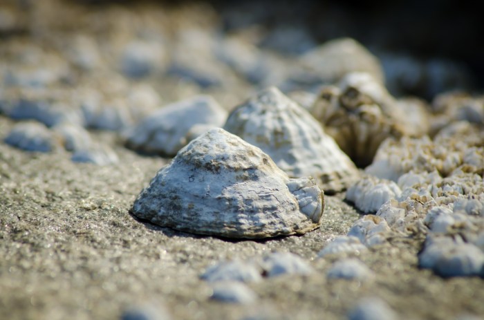 Snäckor på klippan