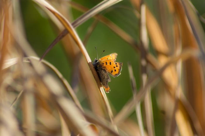 Tussig liten guldvinge