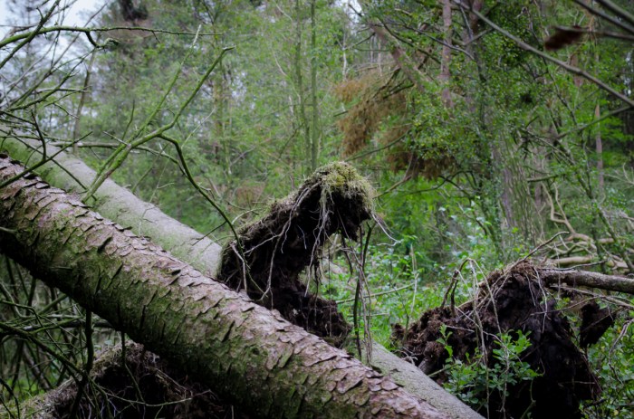 Kurar mellan träden