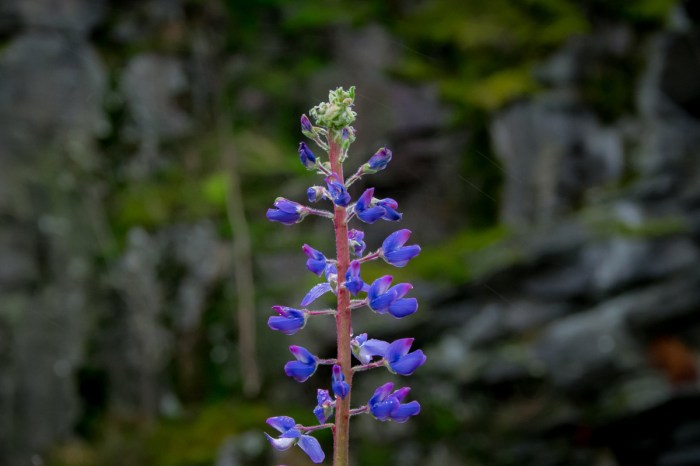 Lupin i November
