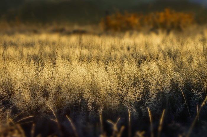 Strandäng i morgonsol