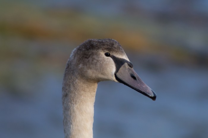 Porträtt av en ung svan