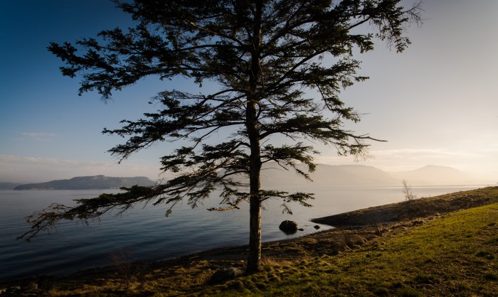 En gran vid fjorden