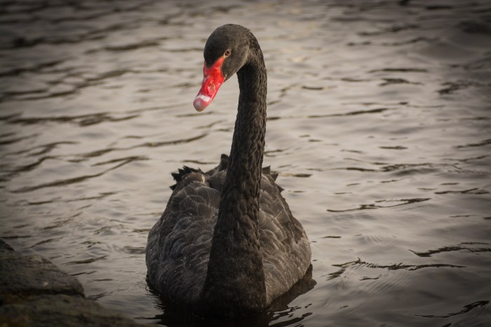 Svart svan