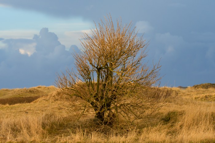 Träd vid strandängarna